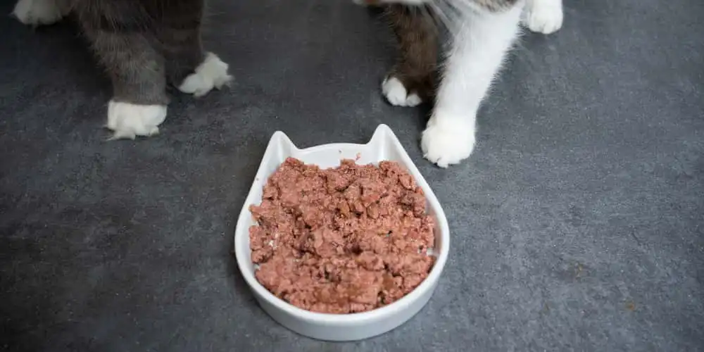 posude za mačiju hranu - činije