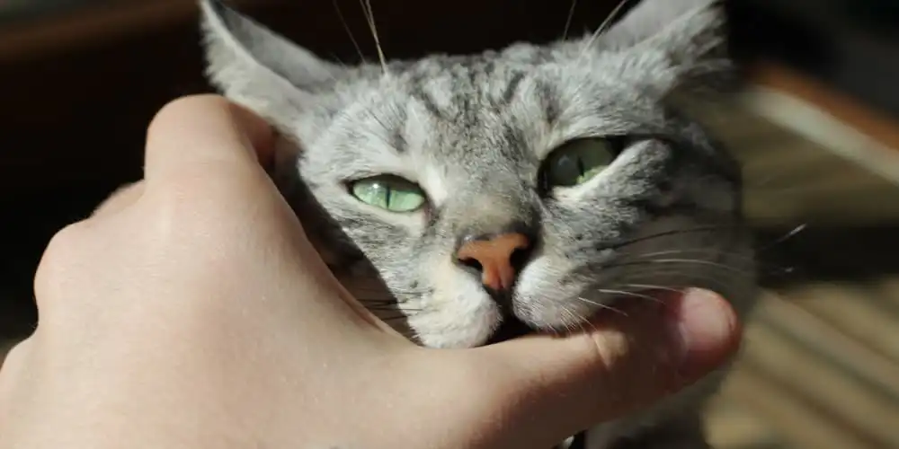 da li mačke hoće da grizu?